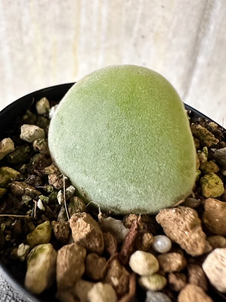 【現品限り】ムイリア・ホルテンセ【Q35】 Muiria hortenseae