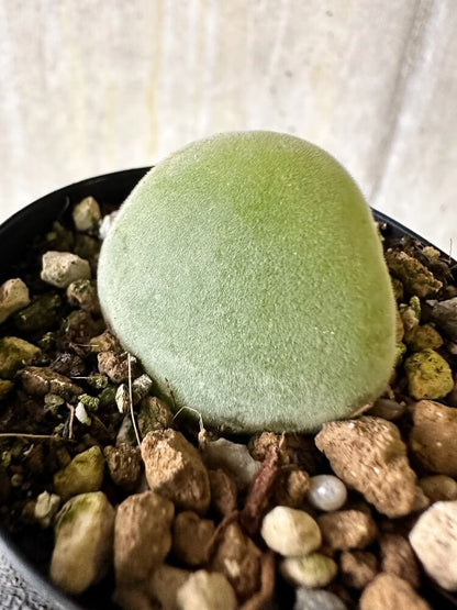 【現品限り】ムイリア・ホルテンセ【Q35】 Muiria hortenseae