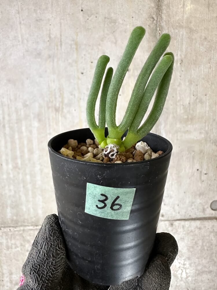 【現品限り】モニラリア・モニリフォルミス【Q36】 Monilaria moniliformis