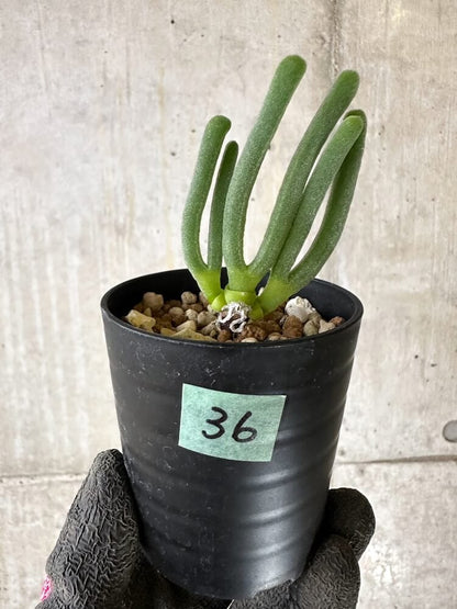 【現品限り】モニラリア・モニリフォルミス【Q36】 Monilaria moniliformis