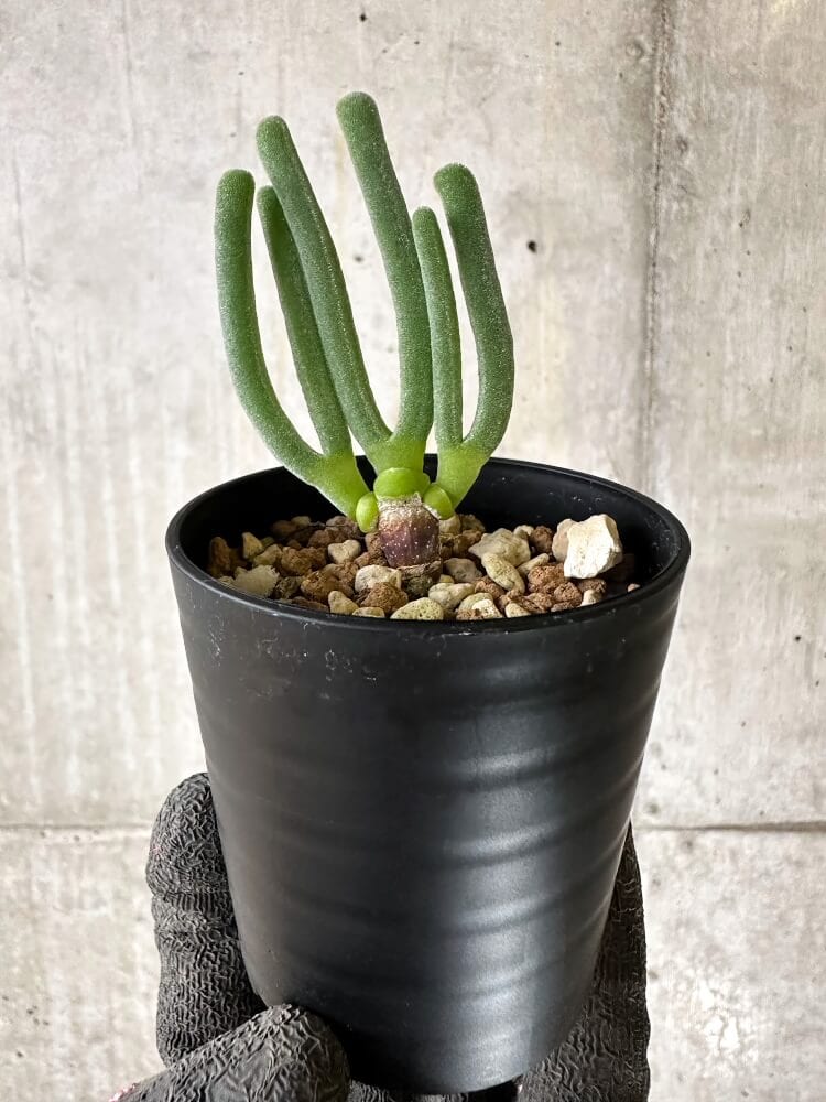 【現品限り】モニラリア・モニリフォルミス【Q36】 Monilaria moniliformis