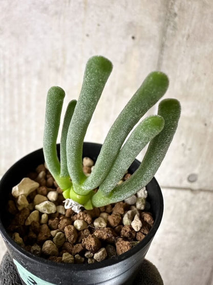 【現品限り】モニラリア・モニリフォルミス【Q36】 Monilaria moniliformis