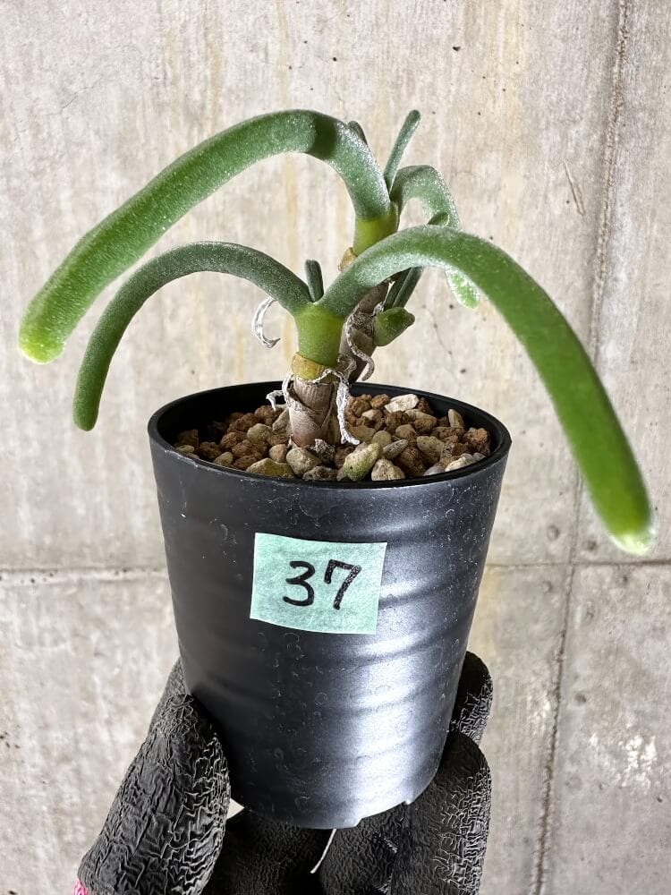 【現品限り】モニラリア・モニリフォルミス【Q37】 Monilaria moniliformis