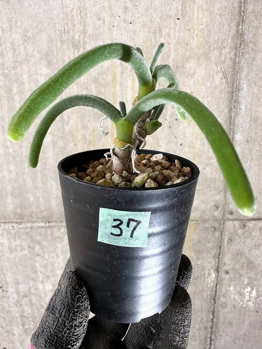 【現品限り】モニラリア・モニリフォルミス【Q37】 Monilaria moniliformis