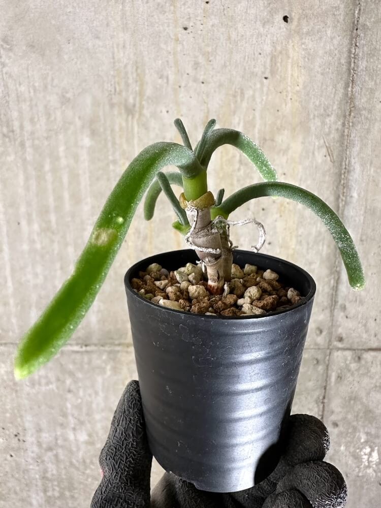 【現品限り】モニラリア・モニリフォルミス【Q37】 Monilaria moniliformis