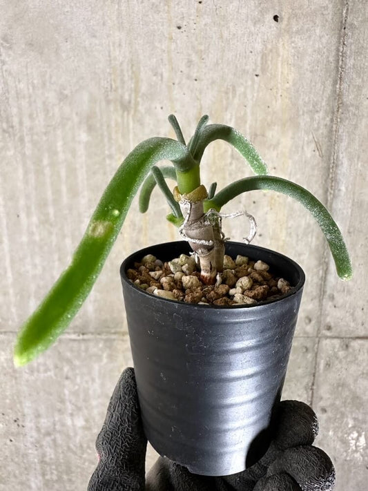 【現品限り】モニラリア・モニリフォルミス【Q37】 Monilaria moniliformis