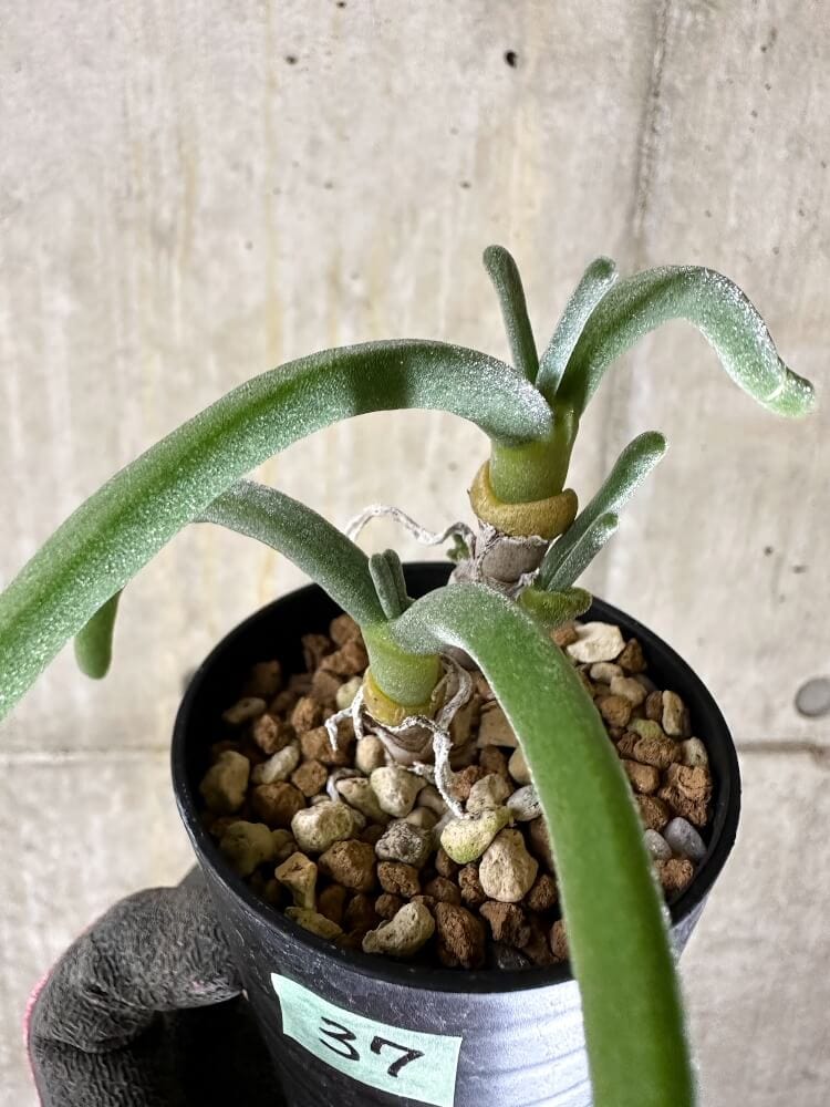 【現品限り】モニラリア・モニリフォルミス【Q37】 Monilaria moniliformis