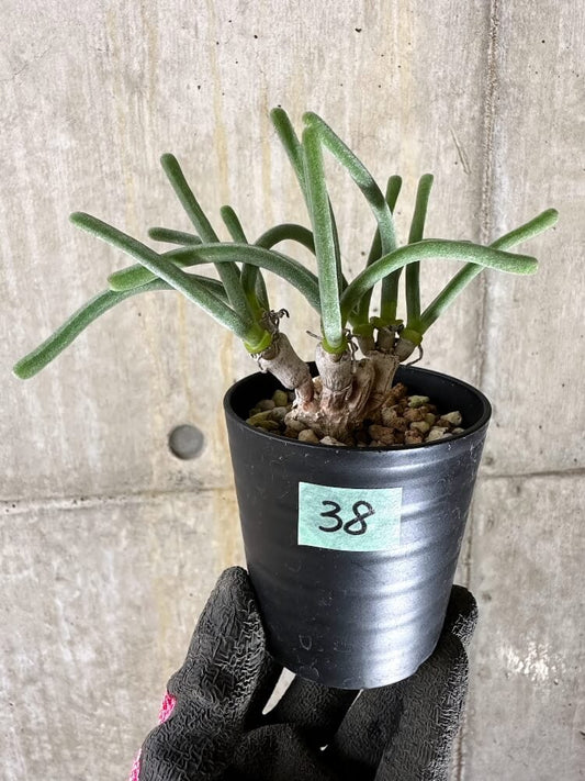 【現品限り】モニラリア・モニリフォルミス【Q38】 Monilaria moniliformis