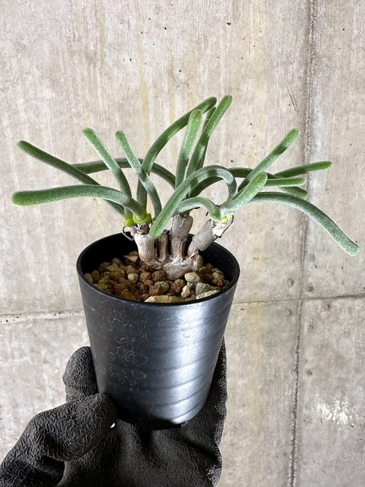 【現品限り】モニラリア・モニリフォルミス【Q38】 Monilaria moniliformis