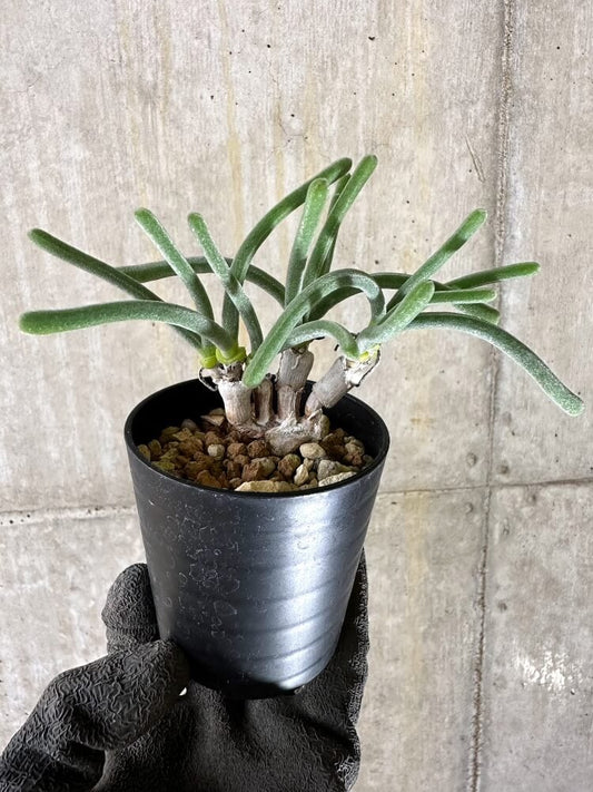 【現品限り】モニラリア・モニリフォルミス【Q38】 Monilaria moniliformis