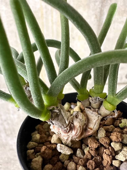 【現品限り】モニラリア・モニリフォルミス【Q38】 Monilaria moniliformis