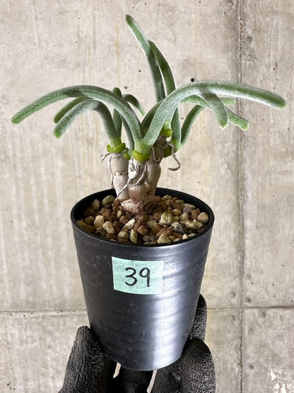 【現品限り】モニラリア・モニリフォルミス【Q39】 Monilaria moniliformis