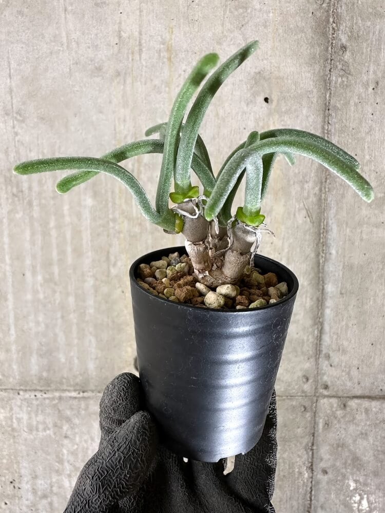 【現品限り】モニラリア・モニリフォルミス【Q39】 Monilaria moniliformis