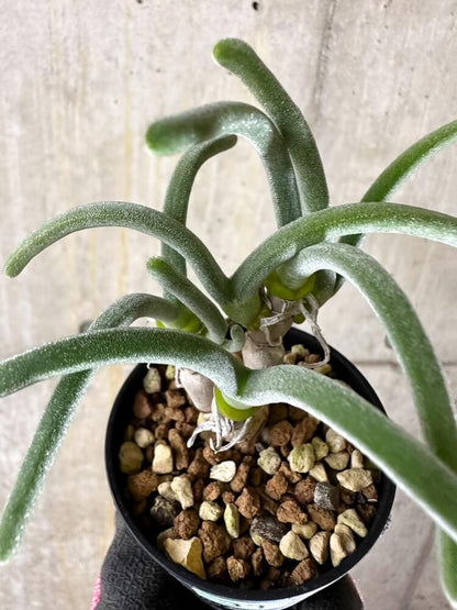 【現品限り】モニラリア・モニリフォルミス【Q39】 Monilaria moniliformis