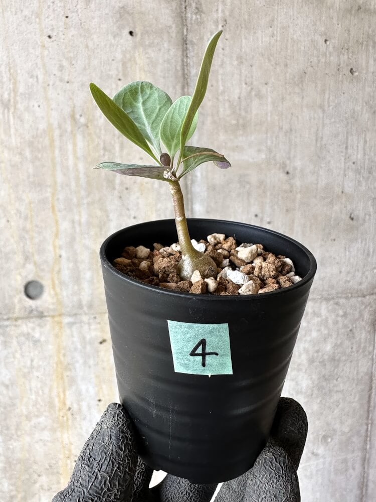 【現品限り】オトンナ・トリプリネルビア【Q4】 Othonna triplinervia