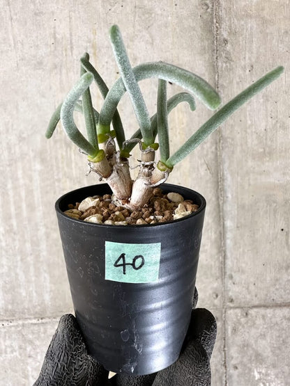 【現品限り】モニラリア・モニリフォルミス【Q40】 Monilaria moniliformis