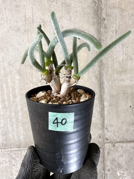 【現品限り】モニラリア・モニリフォルミス【Q40】 Monilaria moniliformis