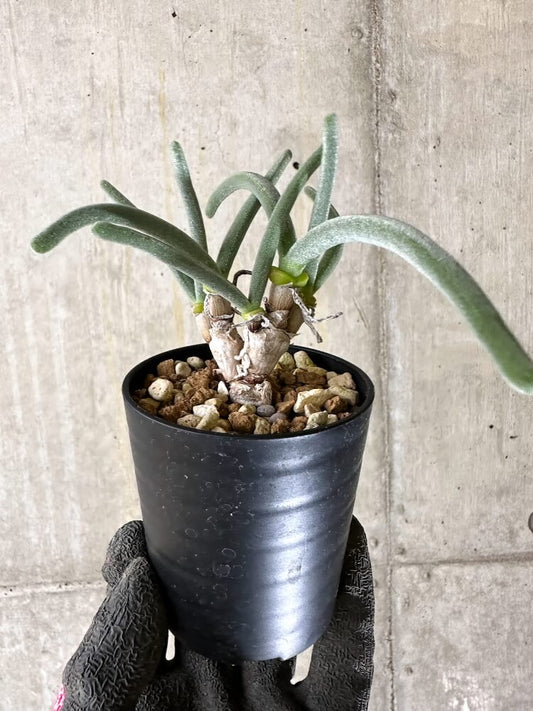 【現品限り】モニラリア・モニリフォルミス【Q40】 Monilaria moniliformis