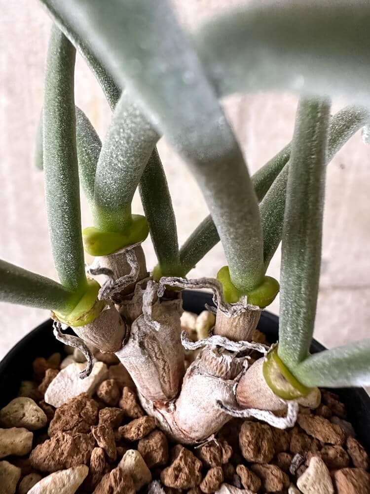 【現品限り】モニラリア・モニリフォルミス【Q40】 Monilaria moniliformis