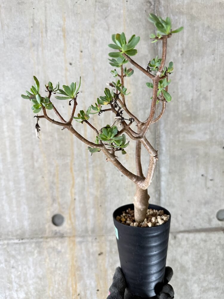 【現品限り】オトンナ・アルブスクラ【Q41】 Othonna arbuscula