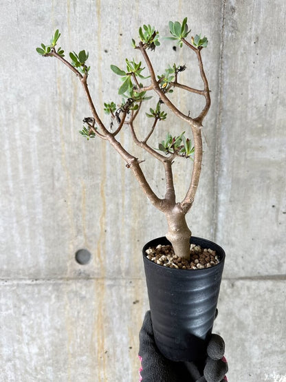 【現品限り】オトンナ・アルブスクラ【Q41】 Othonna arbuscula