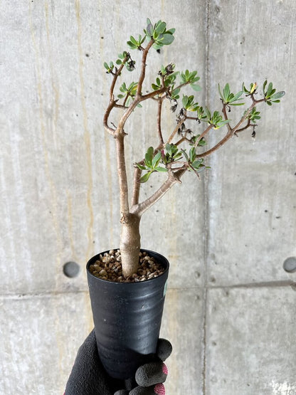 【現品限り】オトンナ・アルブスクラ【Q41】 Othonna arbuscula