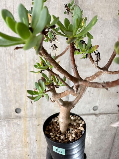 【現品限り】オトンナ・アルブスクラ【Q41】 Othonna arbuscula