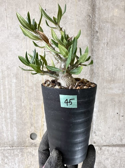 【現品限り】パキポディウム・ビスピノーサム【Q45】 Pachypodium bispinosum