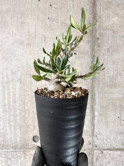 【現品限り】パキポディウム・ビスピノーサム【Q45】 Pachypodium bispinosum