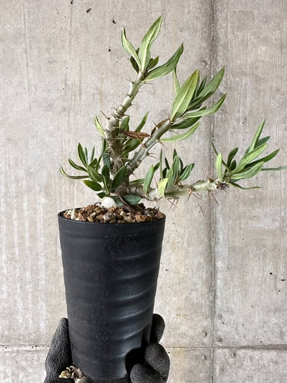【現品限り】パキポディウム・ビスピノーサム【Q45】 Pachypodium bispinosum