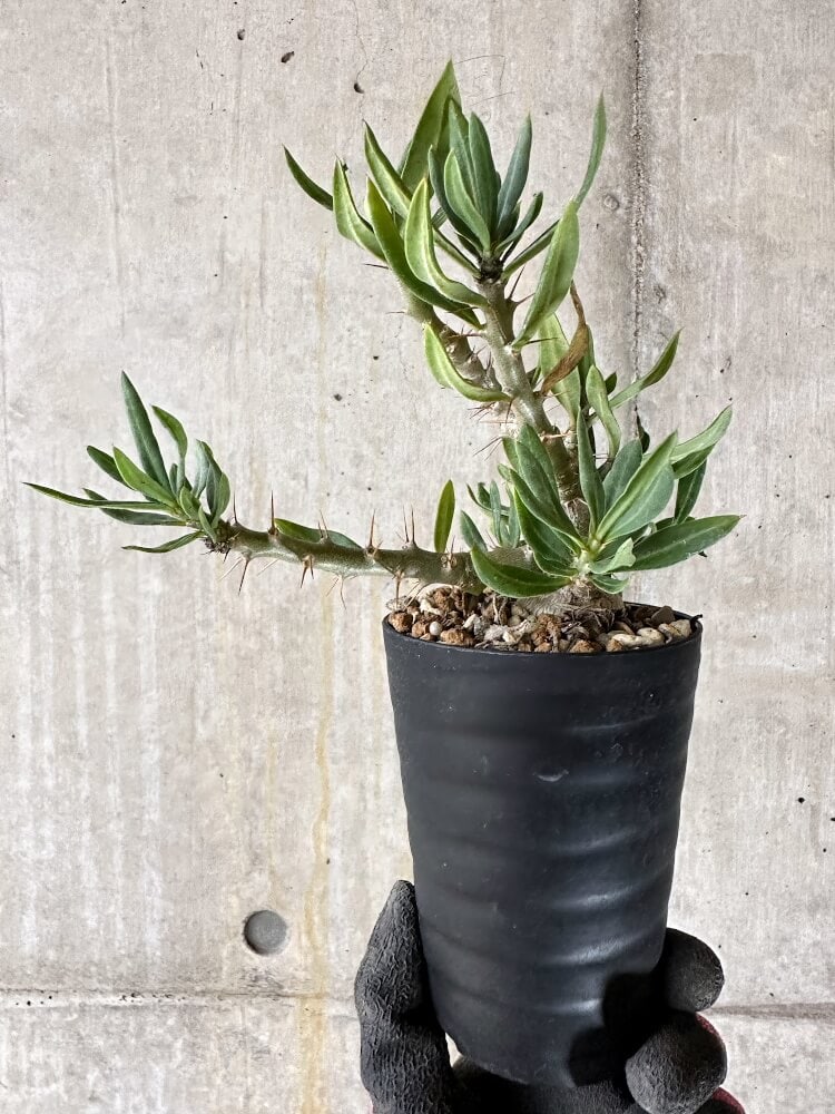 【現品限り】パキポディウム・ビスピノーサム【Q45】 Pachypodium bispinosum