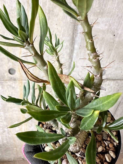 【現品限り】パキポディウム・ビスピノーサム【Q45】 Pachypodium bispinosum
