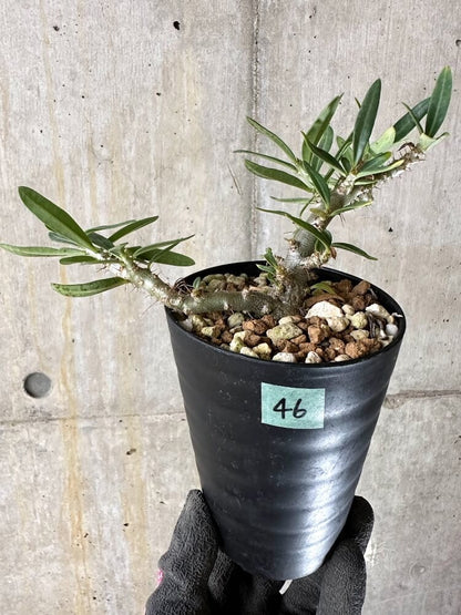 【現品限り】パキポディウム・ビスピノーサム【Q46】 Pachypodium bispinosum