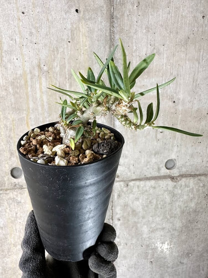 【現品限り】パキポディウム・ビスピノーサム【Q46】 Pachypodium bispinosum