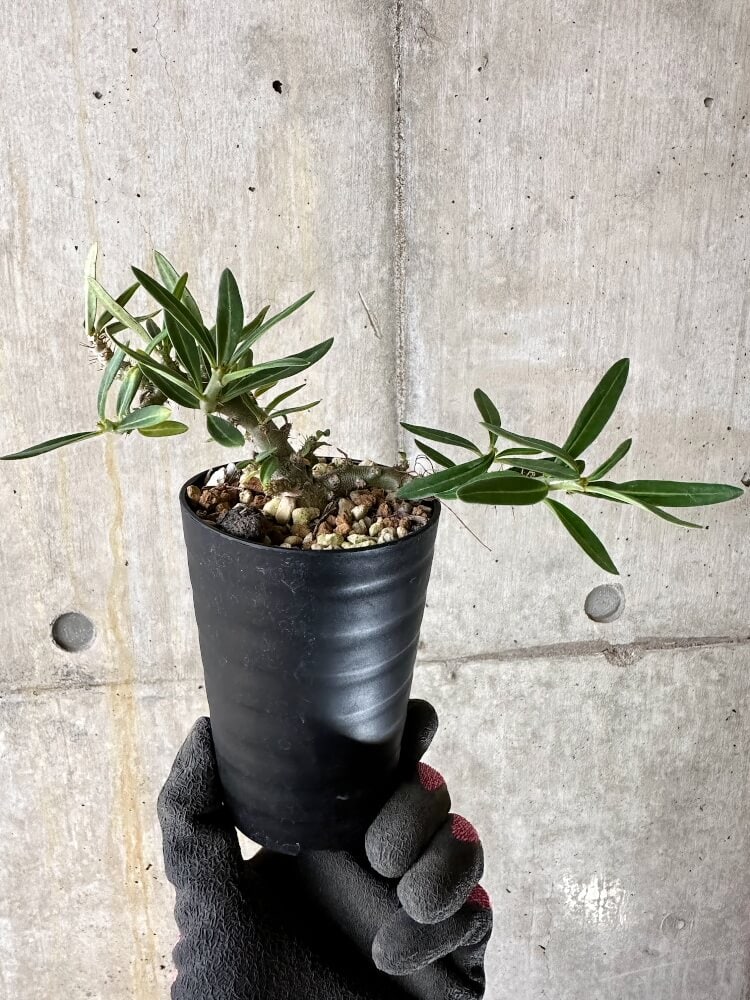 【現品限り】パキポディウム・ビスピノーサム【Q46】 Pachypodium bispinosum