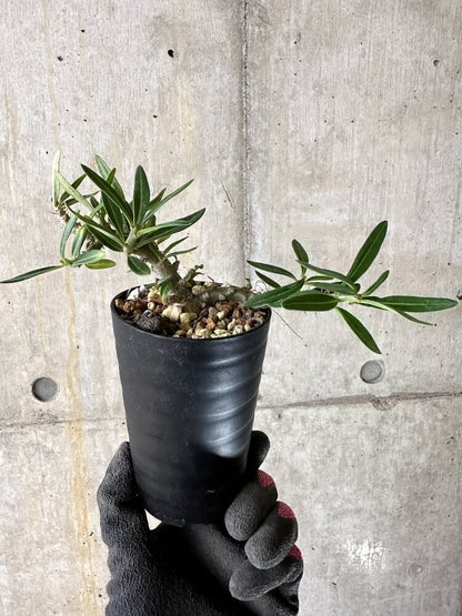 【現品限り】パキポディウム・ビスピノーサム【Q46】 Pachypodium bispinosum