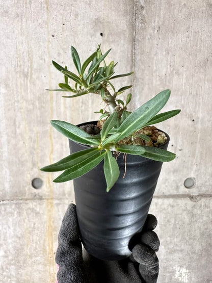 【現品限り】パキポディウム・ビスピノーサム【Q46】 Pachypodium bispinosum