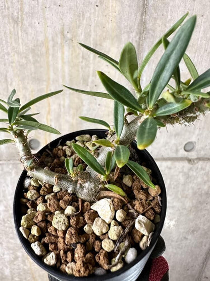 【現品限り】パキポディウム・ビスピノーサム【Q46】 Pachypodium bispinosum