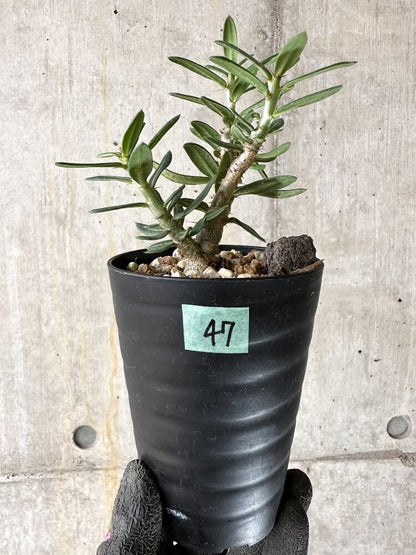 【現品限り】パキポディウム・ビスピノーサム【Q47】 Pachypodium bispinosum