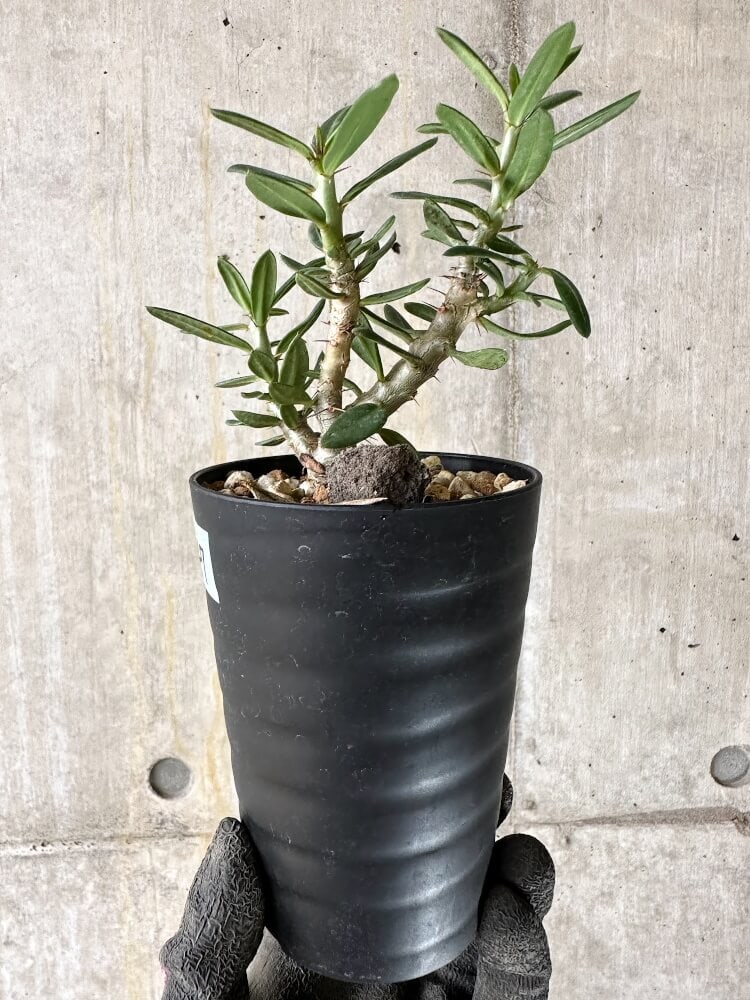 【現品限り】パキポディウム・ビスピノーサム【Q47】 Pachypodium bispinosum