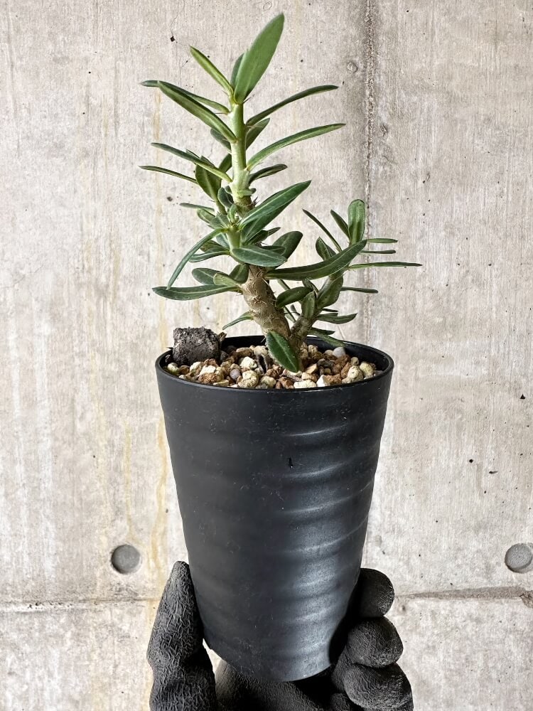 【現品限り】パキポディウム・ビスピノーサム【Q47】 Pachypodium bispinosum