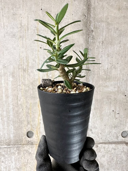 【現品限り】パキポディウム・ビスピノーサム【Q47】 Pachypodium bispinosum