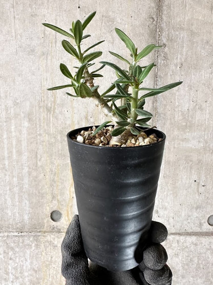 【現品限り】パキポディウム・ビスピノーサム【Q47】 Pachypodium bispinosum