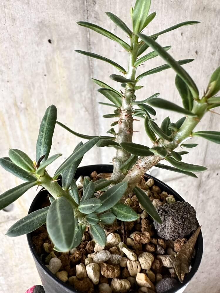 【現品限り】パキポディウム・ビスピノーサム【Q47】 Pachypodium bispinosum