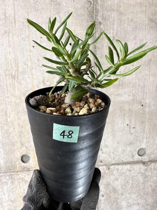 【現品限り】パキポディウム・ビスピノーサム【Q48】 Pachypodium bispinosum