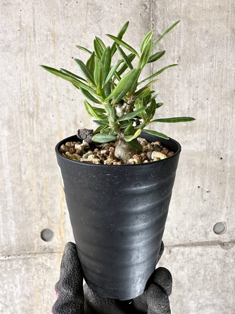 【現品限り】パキポディウム・ビスピノーサム【Q48】 Pachypodium bispinosum