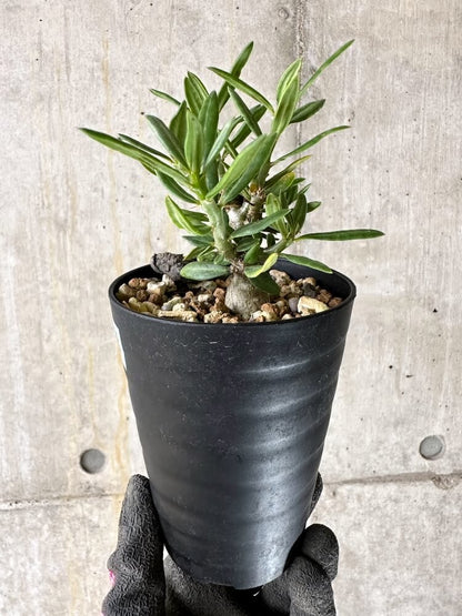 【現品限り】パキポディウム・ビスピノーサム【Q48】 Pachypodium bispinosum