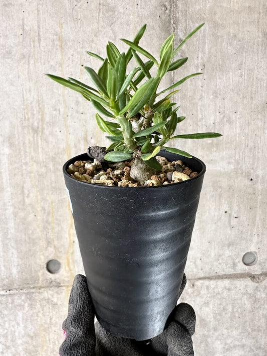 【現品限り】パキポディウム・ビスピノーサム【Q48】 Pachypodium bispinosum