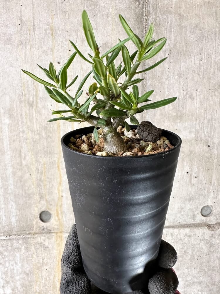 【現品限り】パキポディウム・ビスピノーサム【Q48】 Pachypodium bispinosum