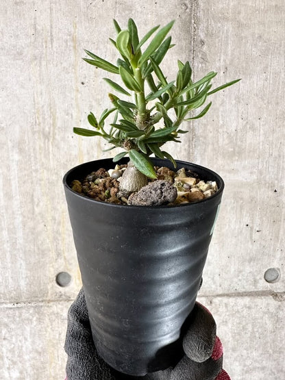 【現品限り】パキポディウム・ビスピノーサム【Q48】 Pachypodium bispinosum